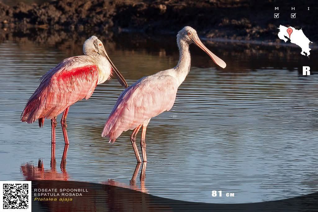 Ibis Blanco